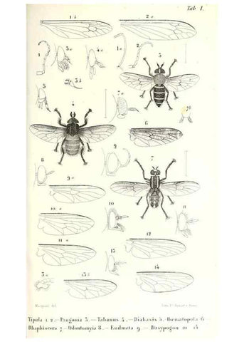 Reproducción/Reproduction 48601954056: Diptères exotiques nouveaux ou peu connus. Paris :Roret,1838-[43]. 