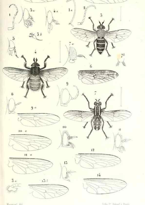 Reproducción/Reproduction 48601954056: Diptères exotiques nouveaux ou peu connus. Paris :Roret,1838-[43]. 