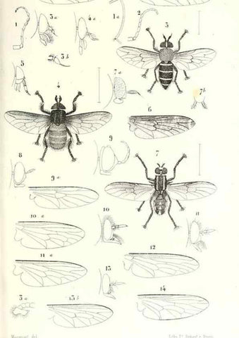 Reproducción/Reproduction 48601954056: Diptères exotiques nouveaux ou peu connus. Paris :Roret,1838-[43]. 