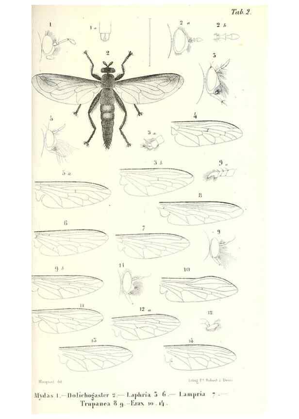 Reproducción/Reproduction 48602090047: Diptères exotiques nouveaux ou peu connus. Paris :Roret,1838-[43]. 