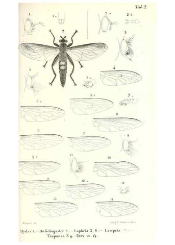 Reproducción/Reproduction 48602090047: Diptères exotiques nouveaux ou peu connus. Paris :Roret,1838-[43]. 