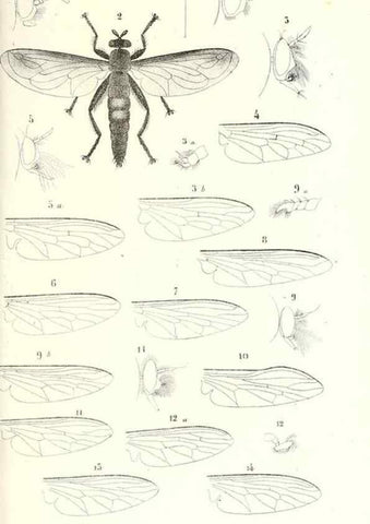 Reproducción/Reproduction 48602090047: Diptères exotiques nouveaux ou peu connus. Paris :Roret,1838-[43]. 