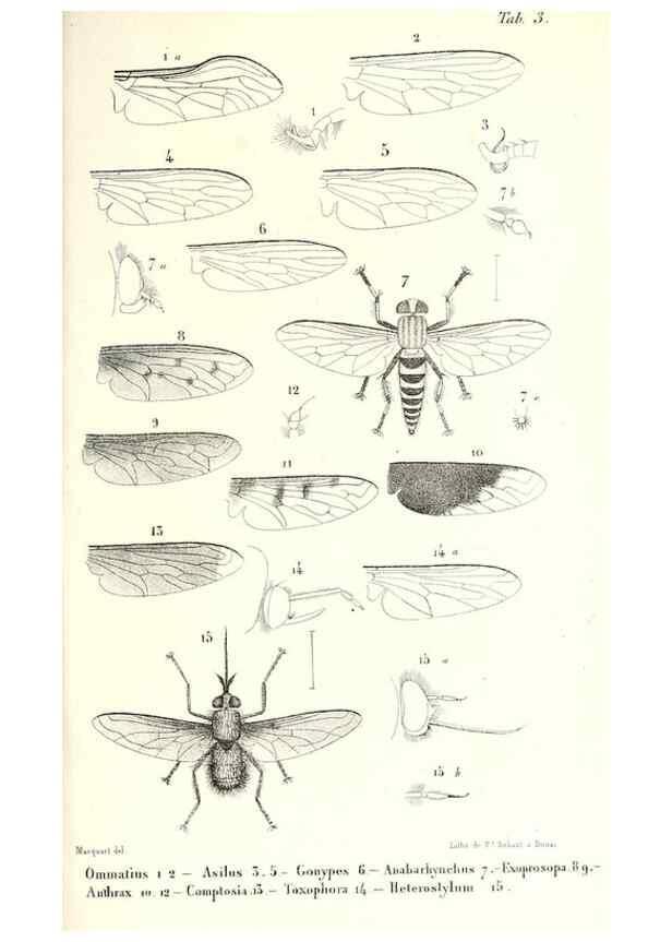 Reproducción/Reproduction 48601954896: Diptères exotiques nouveaux ou peu connus. Paris :Roret,1838-[43]. 