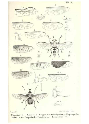 Reproducción/Reproduction 48601954896: Diptères exotiques nouveaux ou peu connus. Paris :Roret,1838-[43]. 