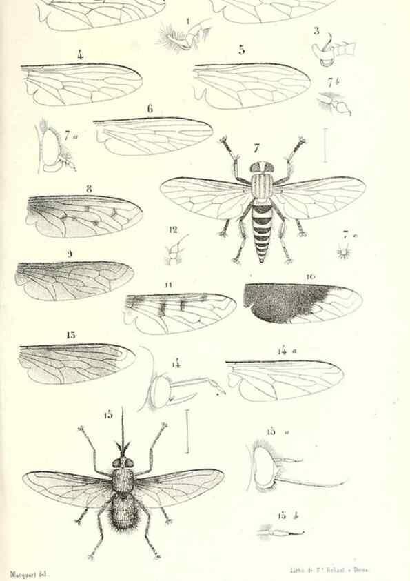 Reproducción/Reproduction 48601954896: Diptères exotiques nouveaux ou peu connus. Paris :Roret,1838-[43]. 
