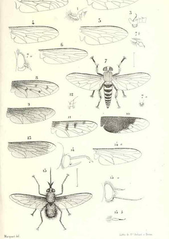 Reproducción/Reproduction 48601954896: Diptères exotiques nouveaux ou peu connus. Paris :Roret,1838-[43]. 