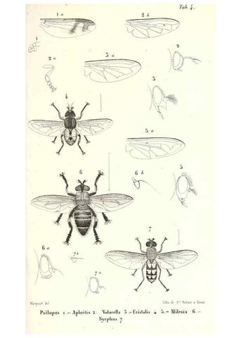 Reproducción/Reproduction 48601955426: Diptères exotiques nouveaux ou peu connus. Paris :Roret,1838-[43]. 