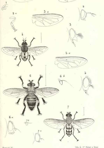 Reproducción/Reproduction 48601955426: Diptères exotiques nouveaux ou peu connus. Paris :Roret,1838-[43]. 