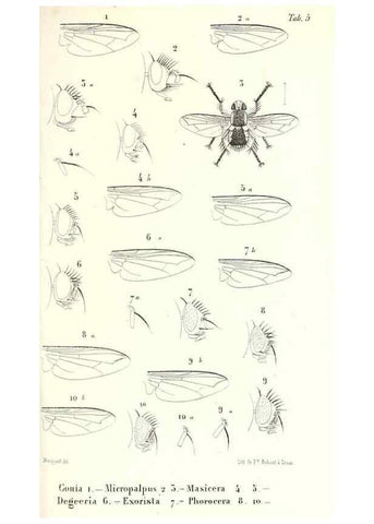 Reproducción/Reproduction 48601955881: Diptères exotiques nouveaux ou peu connus. Paris :Roret,1838-[43]. 