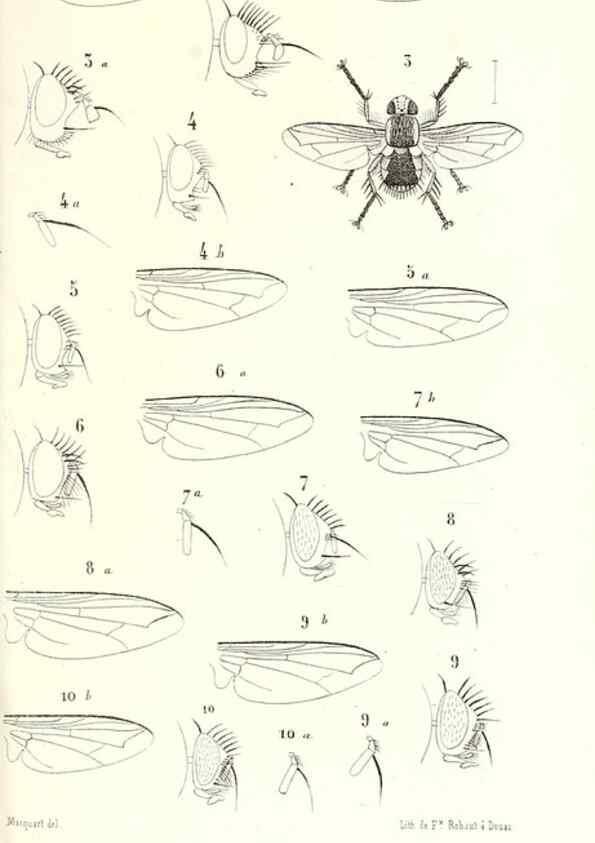 Reproducción/Reproduction 48601955881: Diptères exotiques nouveaux ou peu connus. Paris :Roret,1838-[43]. 