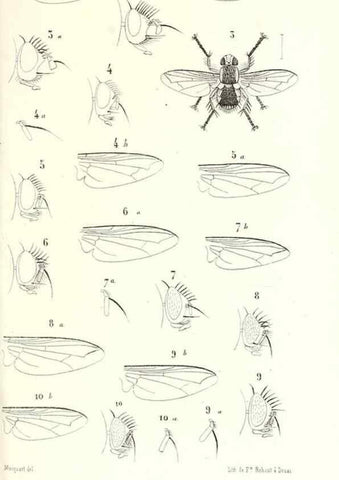 Reproducción/Reproduction 48601955881: Diptères exotiques nouveaux ou peu connus. Paris :Roret,1838-[43]. 