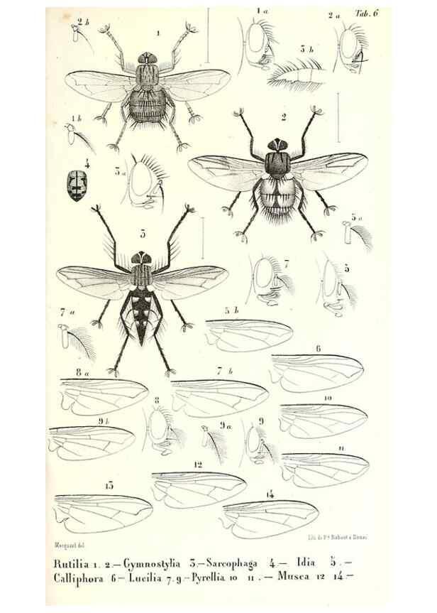 Reproducción/Reproduction 48602091857: Diptères exotiques nouveaux ou peu connus. Paris :Roret,1838-[43]. 