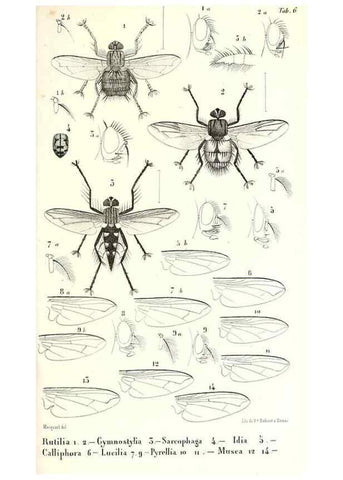 Reproducción/Reproduction 48602091857: Diptères exotiques nouveaux ou peu connus. Paris :Roret,1838-[43]. 