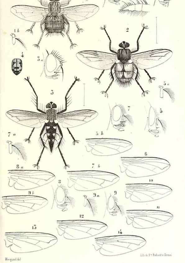 Reproducción/Reproduction 48602091857: Diptères exotiques nouveaux ou peu connus. Paris :Roret,1838-[43]. 