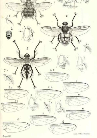 Reproducción/Reproduction 48602091857: Diptères exotiques nouveaux ou peu connus. Paris :Roret,1838-[43]. 