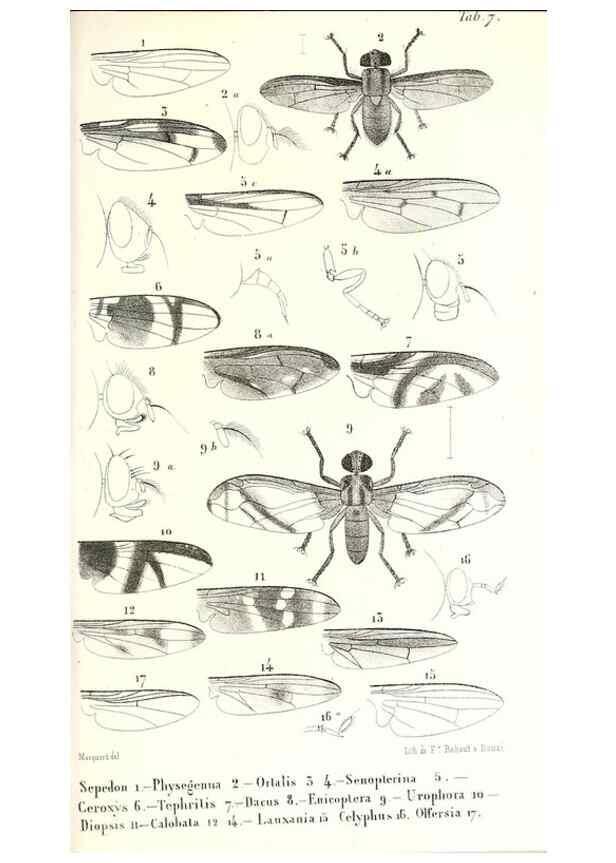 Reproducción/Reproduction 48602092402: Diptères exotiques nouveaux ou peu connus. Paris :Roret,1838-[43]. 