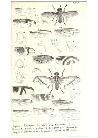 Reproducción/Reproduction 48602092402: Diptères exotiques nouveaux ou peu connus. Paris :Roret,1838-[43]. 