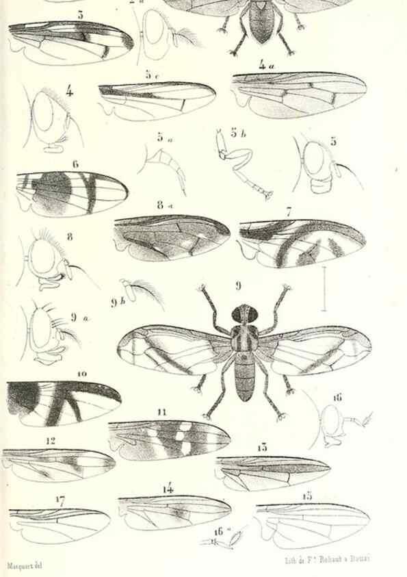 Reproducción/Reproduction 48602092402: Diptères exotiques nouveaux ou peu connus. Paris :Roret,1838-[43]. 