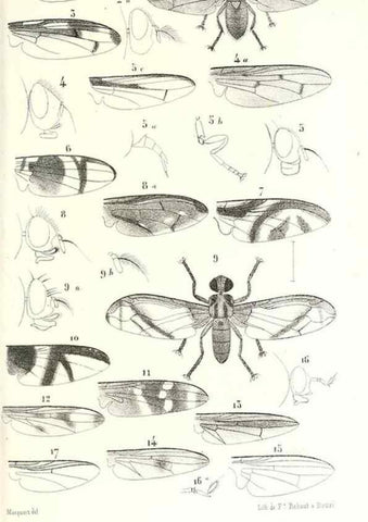 Reproducción/Reproduction 48602092402: Diptères exotiques nouveaux ou peu connus. Paris :Roret,1838-[43]. 