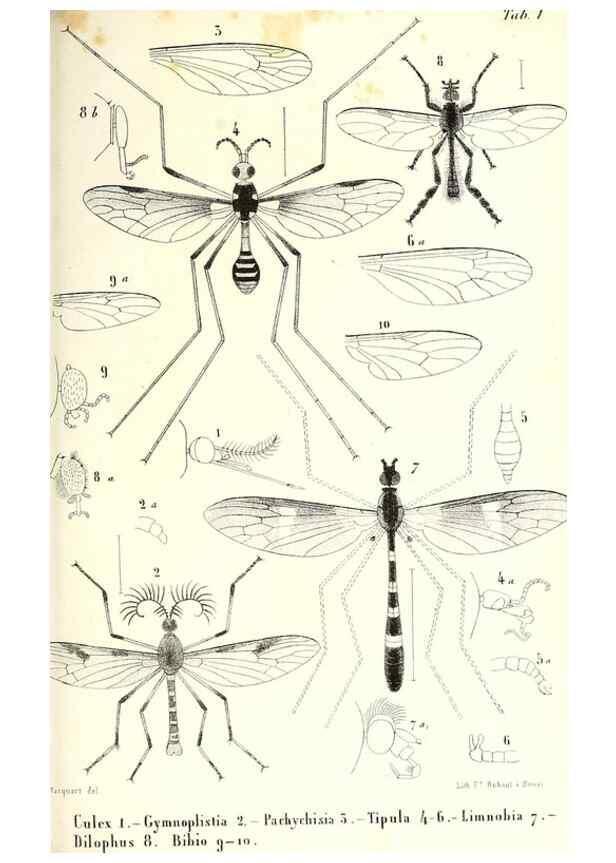Reproducción/Reproduction 48601957326: Diptères exotiques nouveaux ou peu connus. Paris :Roret,1838-[43]. 