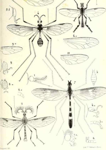 Reproducción/Reproduction 48601957326: Diptères exotiques nouveaux ou peu connus. Paris :Roret,1838-[43]. 