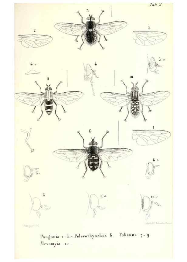 Reproducción/Reproduction 48602093242: Diptères exotiques nouveaux ou peu connus. Paris :Roret,1838-[43]. 