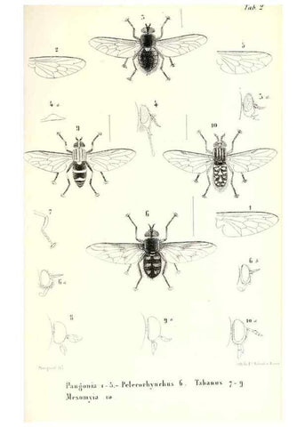 Reproducción/Reproduction 48602093242: Diptères exotiques nouveaux ou peu connus. Paris :Roret,1838-[43]. 