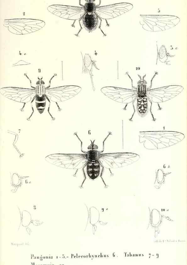 Reproducción/Reproduction 48602093242: Diptères exotiques nouveaux ou peu connus. Paris :Roret,1838-[43]. 