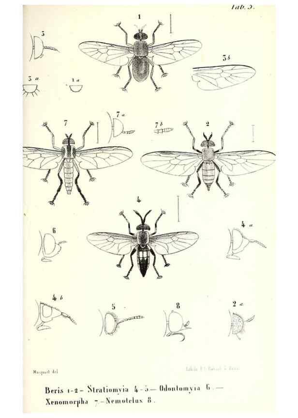 Reproducción/Reproduction 48601958091: Diptères exotiques nouveaux ou peu connus. Paris :Roret,1838-[43]. 