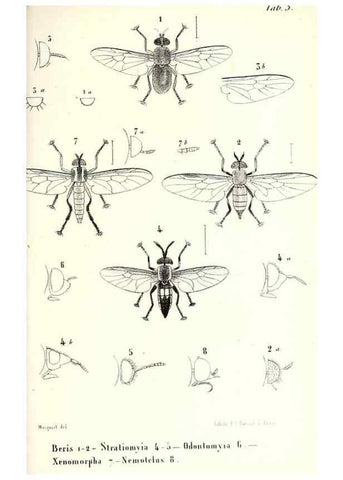 Reproducción/Reproduction 48601958091: Diptères exotiques nouveaux ou peu connus. Paris :Roret,1838-[43]. 