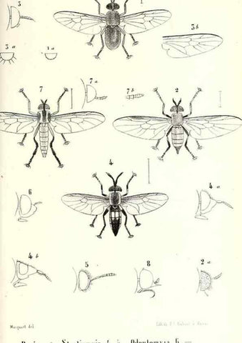 Reproducción/Reproduction 48601958091: Diptères exotiques nouveaux ou peu connus. Paris :Roret,1838-[43]. 