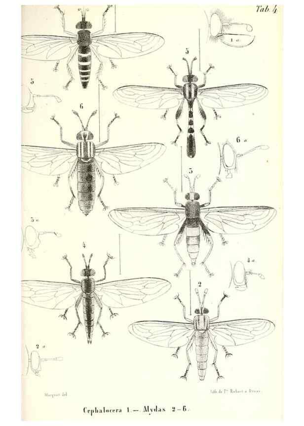 Reproducción/Reproduction 48602094067: Diptères exotiques nouveaux ou peu connus. Paris :Roret,1838-[43]. 