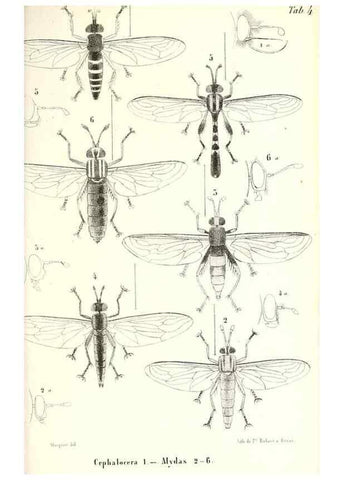 Reproducción/Reproduction 48602094067: Diptères exotiques nouveaux ou peu connus. Paris :Roret,1838-[43]. 