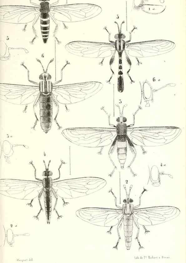Reproducción/Reproduction 48602094067: Diptères exotiques nouveaux ou peu connus. Paris :Roret,1838-[43]. 