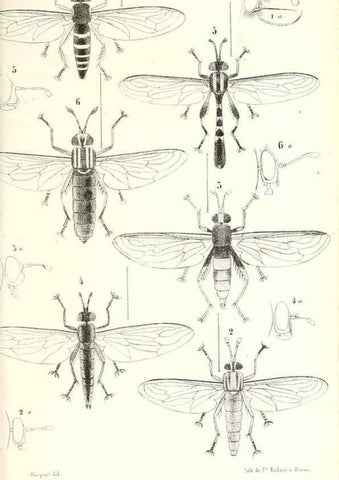 Reproducción/Reproduction 48602094067: Diptères exotiques nouveaux ou peu connus. Paris :Roret,1838-[43]. 