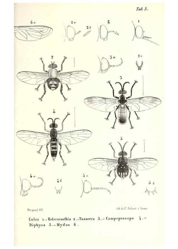 Reproducción/Reproduction 48601958966: Diptères exotiques nouveaux ou peu connus. Paris :Roret,1838-[43]. 