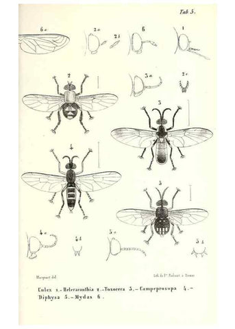 Reproducción/Reproduction 48601958966: Diptères exotiques nouveaux ou peu connus. Paris :Roret,1838-[43]. 