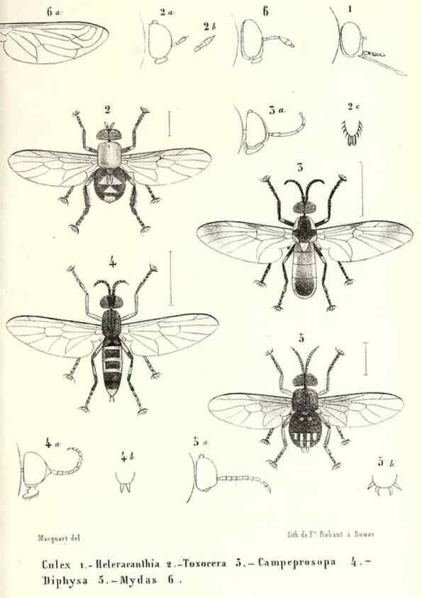 Reproducción/Reproduction 48601958966: Diptères exotiques nouveaux ou peu connus. Paris :Roret,1838-[43]. 