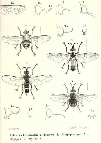 Reproducción/Reproduction 48601958966: Diptères exotiques nouveaux ou peu connus. Paris :Roret,1838-[43]. 
