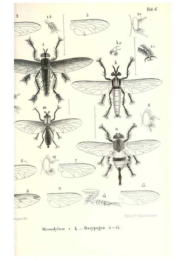 Reproducción/Reproduction 48602095002: Diptères exotiques nouveaux ou peu connus. Paris :Roret,1838-[43]. 