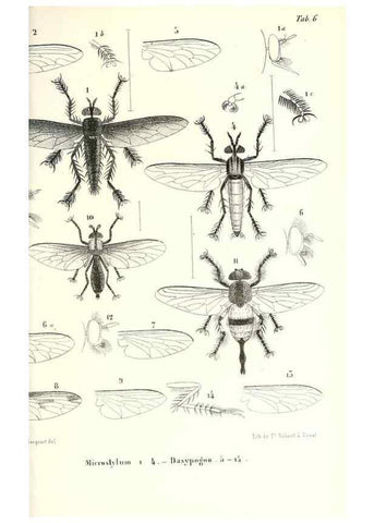 Reproducción/Reproduction 48602095002: Diptères exotiques nouveaux ou peu connus. Paris :Roret,1838-[43]. 
