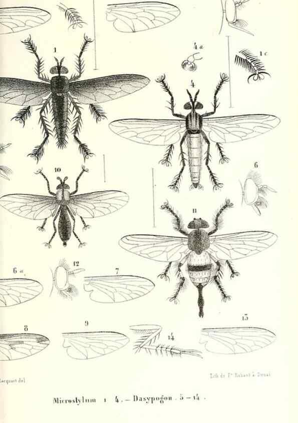 Reproducción/Reproduction 48602095002: Diptères exotiques nouveaux ou peu connus. Paris :Roret,1838-[43]. 