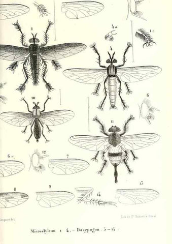 Reproducción/Reproduction 48602095002: Diptères exotiques nouveaux ou peu connus. Paris :Roret,1838-[43]. 