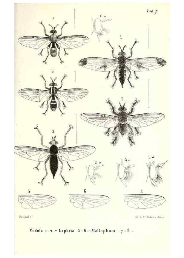 Reproducción/Reproduction 48602095347: Diptères exotiques nouveaux ou peu connus. Paris :Roret,1838-[43]. 