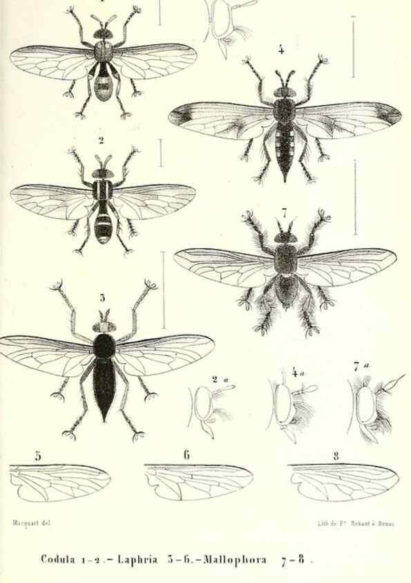 Reproducción/Reproduction 48602095347: Diptères exotiques nouveaux ou peu connus. Paris :Roret,1838-[43]. 