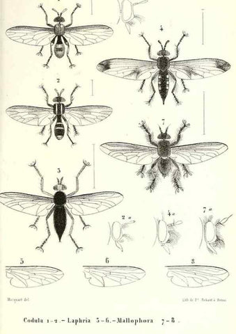 Reproducción/Reproduction 48602095347: Diptères exotiques nouveaux ou peu connus. Paris :Roret,1838-[43]. 