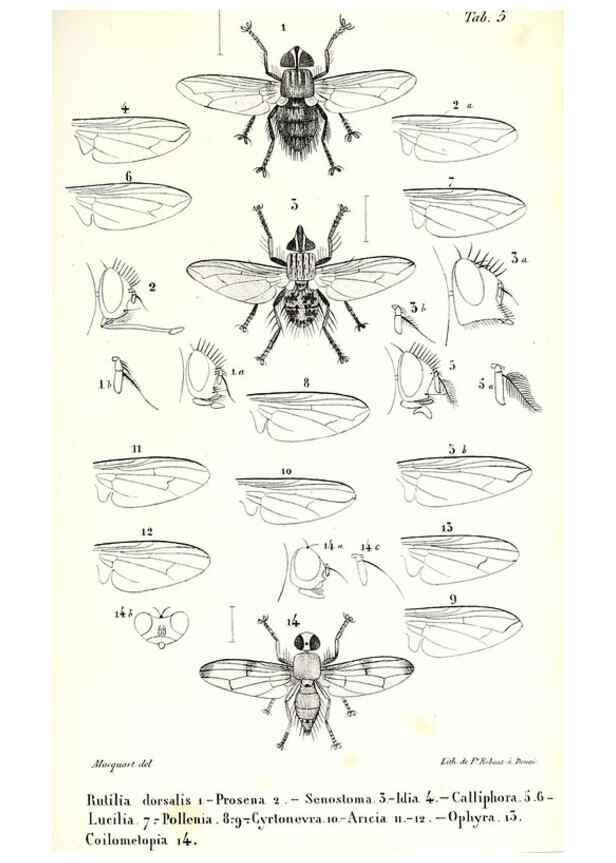 Reproducción/Reproduction 48602088277: Diptères exotiques nouveaux ou peu connus. Paris :Roret,1838-[43]. 