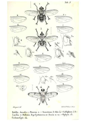 Reproducción/Reproduction 48602088277: Diptères exotiques nouveaux ou peu connus. Paris :Roret,1838-[43]. 