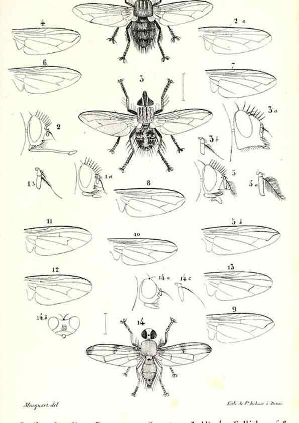 Reproducción/Reproduction 48602088277: Diptères exotiques nouveaux ou peu connus. Paris :Roret,1838-[43]. 
