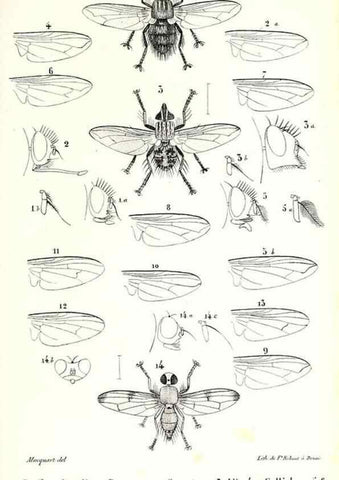 Reproducción/Reproduction 48602088277: Diptères exotiques nouveaux ou peu connus. Paris :Roret,1838-[43]. 